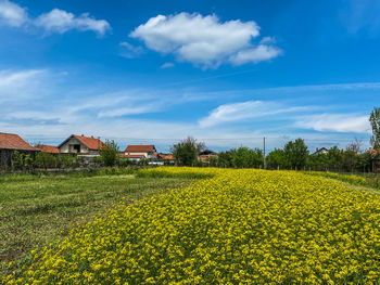 Plants growing on field by houses against sky