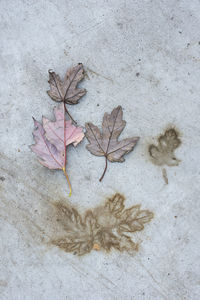 High angle view of dry maple leaves