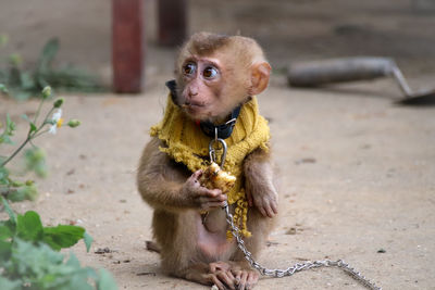 Monkey sitting on a dog looking away