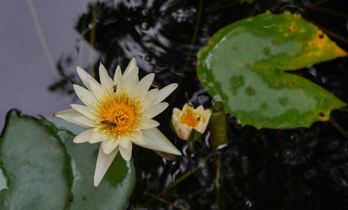 Close-up of yellow flower floating on water