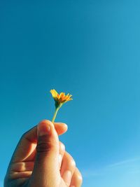 Hand of person holding plant against clear blue sky in the morning