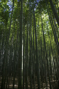 Low angle view of bamboo trees in forest