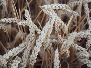 Close-up of crops growing on field