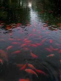 High angle view of koi fish in lake