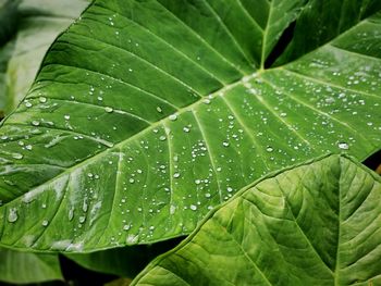 Close-up of wet leaves