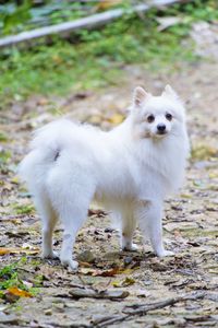 Portrait of white dog standing on field