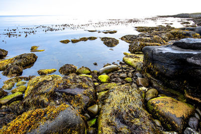 Pebble beach at low tide in north iceland at 66 parallel to tjornes near husavik in iceland
