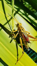 Close-up of insect on leaf