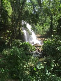 Scenic view of waterfall in forest