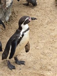 High angle view of penguin on sand