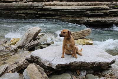 Dog sitting on rock