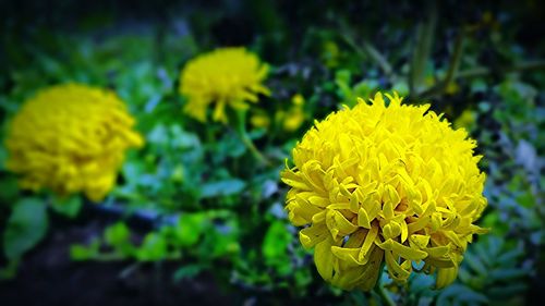 Close-up of yellow flower