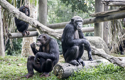 Chimpanzees with infant in forest