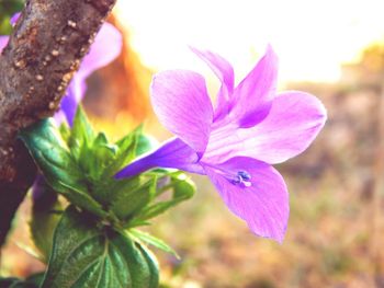 Close-up of pink crocus blooming outdoors