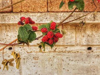 Close-up of strawberries against wall