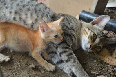 Close-up of cat with infant sitting outdoors