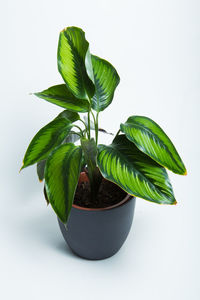 Close-up of potted plant white background