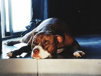 Portrait of dog resting