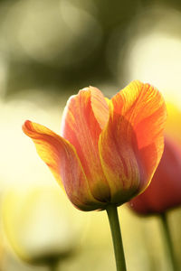 Close-up of day lily blooming outdoors