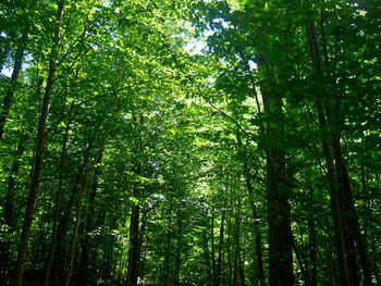 Low angle view of bamboo trees in forest