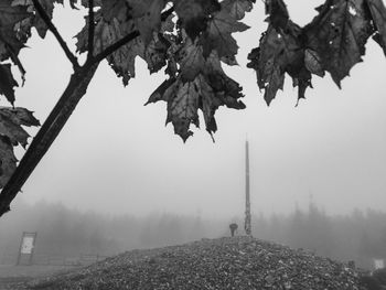 Leaves on tree in foggy weather