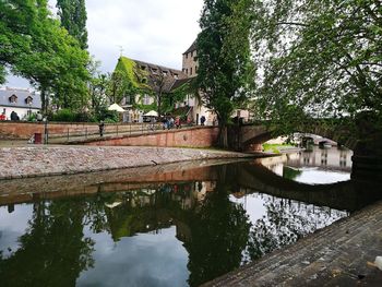 Reflection of trees in puddle