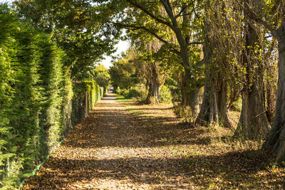 Footpath amidst trees in sunlight