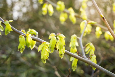 Close-up of plant against blurred background