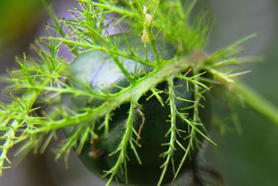 Close-up of plant