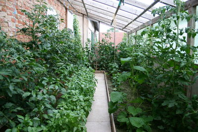 Plants growing in greenhouse