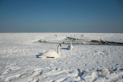 Swans on winter sea shore against clear sky