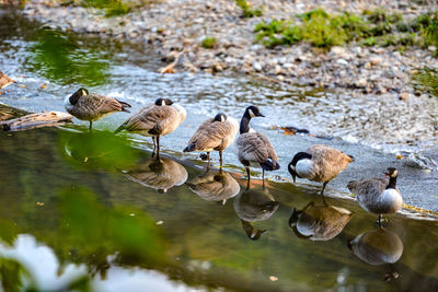 Flock of ducks in lake