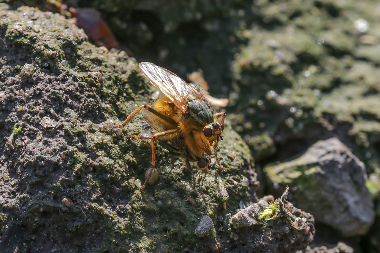 CLOSE-UP OF CATERPILLAR ON ROCK