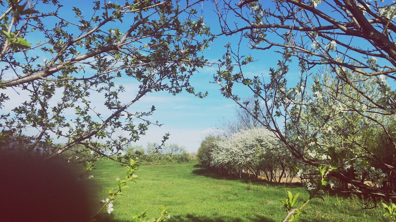 tree, growth, nature, beauty in nature, sky, outdoors, tranquility, no people, day, flower, branch, scenics, grass, freshness