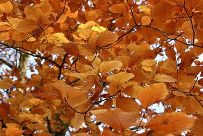 Low angle view of maple leaves on tree