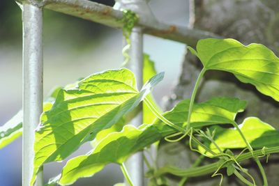 Close-up of fresh green plant