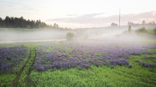 Scenic view of field against sky during foggy weather