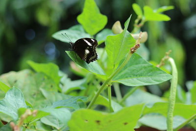 Close-up of butterfly on leaf