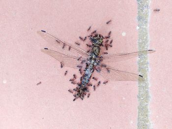 High angle view of a dead dragonfly covered by ants