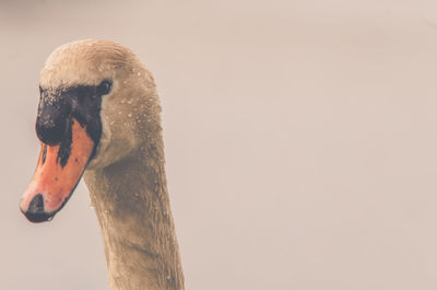 Close-up of wet swan