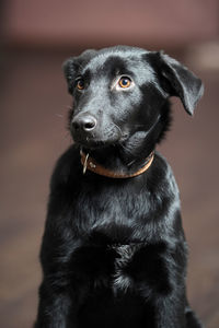 Close-up of dog looking away