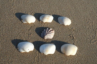 High angle view of shells on sand