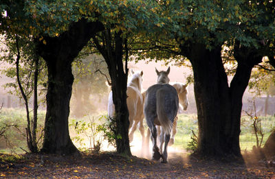 Draft horses from behind walking in their pasture.