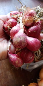 Close-up of hand holding vegetables