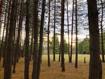 Pine trees in forest against sky