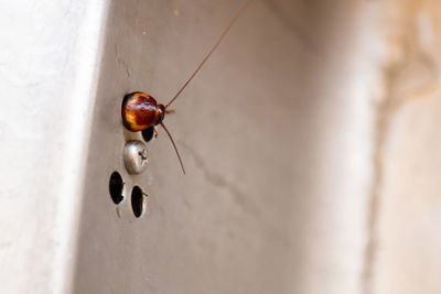 Close-up of ladybug on wall