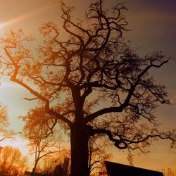 Low angle view of bare trees against sky at sunset