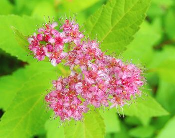 Close-up of pink flowers