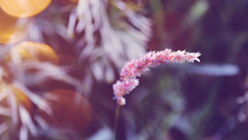 Close-up of flower