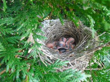 Close-up of nest